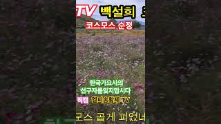 코스모스 순정 백설희박시춘 선생님 제자 50년대 명가수직캠 [upl. by Alleunam]