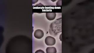 Leukocyte hunting down bacteria shorts viral leukocyte [upl. by Ranjiv]