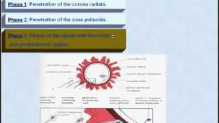 13 General Embryology Summary of Fertilization [upl. by Haimarej]