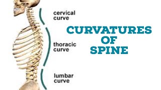 Curvatures of vertebral column [upl. by Lander]