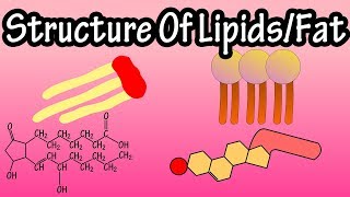 Lipids  Structure Of Lipids  Structure Of Fats  Triglycerides Phospholipids Prostaglandins [upl. by Aimaj]