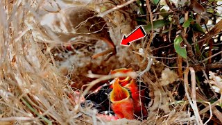 Small tailor bird giving small and slim worm to their youngs BirdPlusNest [upl. by Alleinnad]