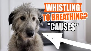 RESPIRATORY Sounds In DOGS 🐶👨‍⚕️Symptoms Causes and What to Do [upl. by Eblehs494]