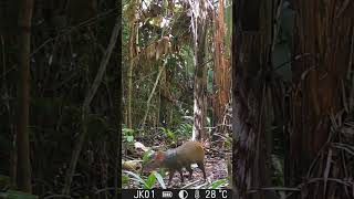 Cutia Agouti em Serra Grande RR wildlife [upl. by Hallam]