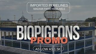 Promo sa Bio Pigeons as low as 15K  Tuloytuloy pa rin ngayong umpisa ng 2024  Pili na [upl. by Ahtabbat]