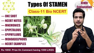 Types of stamen  flower morphology  Class 11 biology video  NCERT  MBBS BABA 🌸 [upl. by Max]