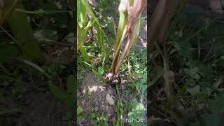 Stilt Root roots adventitious root support plantphysiology maize minivlog shortvideo botany [upl. by Nnylyram]