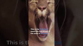 California states first fatal mountain lion attack in 20 years Shorts [upl. by Vardon620]