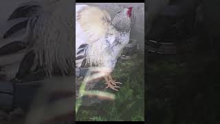 🐓 Rooster Crowing Short  Wake Up to Natures Alarm Clock [upl. by Norramic391]