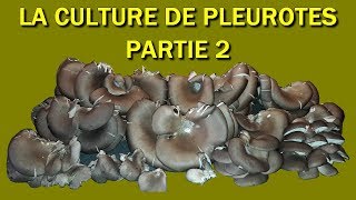 pleurote champignon 2018 Culture des Pleurotes Partie 2 [upl. by Suiravad]