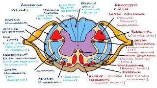 Sensory Tracts  Dorsal Column Medial lemniscus Pathway [upl. by Nahte]