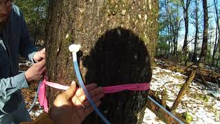 Tapping our Maple Trees for the 2018 Maple Syrup Season [upl. by Enileuqaj755]