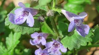 Ground Ivy Glechoma hederacea  Foraging UK [upl. by Silverts188]