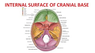 Internal Surface of Base of Skull Cranial Cavity [upl. by Whit287]