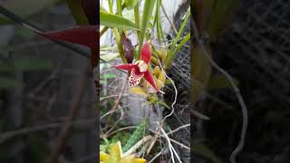 Anggrek Impor Ga Dirawat bisa Tumbuh amp Berbunga  Maxillaria tenuifolia  Coconut Orchid [upl. by Armalda]