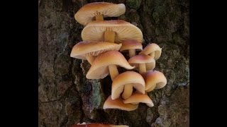 APeeling Orange Fungi and a Lovely Lichen [upl. by Klepac]