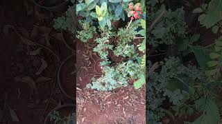 Marvam and Davanam plants nature nurseryplants sreevidhya nursery rachuloor gate [upl. by Anahs]