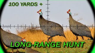 LongRange Airgun  FX Crown MK2  Furiosa  21gr Slugs  Guineafowl  Airgun Pest Control [upl. by Nanaek]