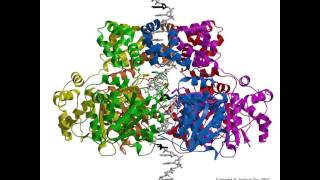 E1 helicase translocating the DNA strand [upl. by Acissey753]