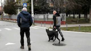 Cane Corso Irmatas Barrakuda BH [upl. by Atteuqram537]