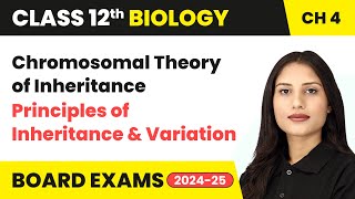 Chromosomal Theory of Inheritance  Principles of Inheritance and Variation  Class 12 Biology Ch 4 [upl. by Nolyarg]