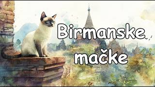 Birmanske mačke Povijest Značajke i Savjeti za Njegu  Birman Cats  Croatian [upl. by Dorrehs25]