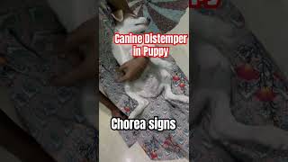 Canine Distemper in puppy [upl. by Ajna]