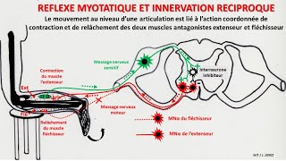 Réflexe myotatique et innervation réciproque [upl. by Asserrac]