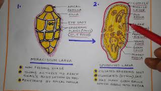 Life cycle of Fasciola hepatica [upl. by Liahcim854]