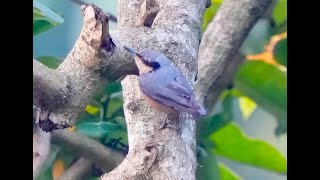 Chestnutbellied Nuthach 栗腹鳾 [upl. by Mariand]