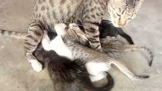 Kittens Are Drinking Milk From Mom  Mom Cat Nursing Kittens [upl. by Duaner]