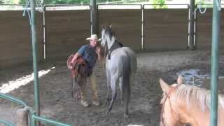 Saddling A Horse For The First Time with Daryl Gibb  Part 2 [upl. by Edwards]