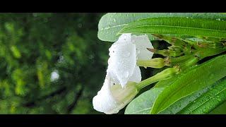 How long does it take for a Pachypodium lamerei to flower [upl. by Magdalen264]