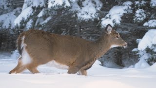 Whitetail deer hunting trip Anticosti 2016 [upl. by Eugenius]