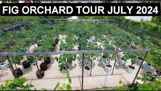 Fig Orchard Tour July 11 2024 [upl. by Tterb901]