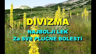 DIVIZMA  NAJBOLJI LEK Za SVE PLUĆNE BOLESTI [upl. by Drofnil]