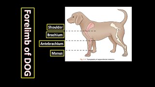 4 Regions of Forelimb of Dog  Anatomy of Appendicular Skeleton of Dog [upl. by Senecal360]