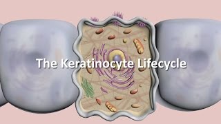 Lifecycle of the Keratinocyte [upl. by Nerrak]