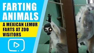 Farting Animals  A Mexican Lemur farts at Zoo visitors [upl. by Oguh]