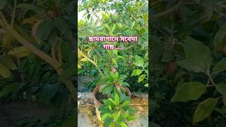 ছাদে সবেদা গাছ  সফেদা গাছ  sabeda  chiku nature gardening garden love shorts [upl. by Aitnahc]