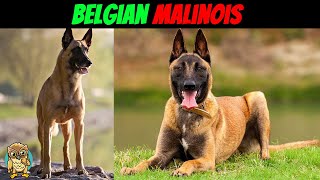 Belgian Malinois Is This Dog Breed Right For You 2024 [upl. by Pelletier]