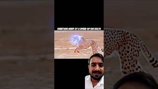 cheetah animals wildlife lion leopard anime animeedit onepunchman music cyberpunk2077 [upl. by Dolley]