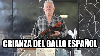 EL GALLO ESPAÑOL ENTREVISTA CON EL INGENIERO JOSE ELIAS SALADO [upl. by Bernard487]