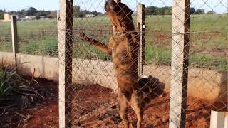 PRESA CANÁRIO  Teste de Agitação  vídeo antigo [upl. by Yrek]