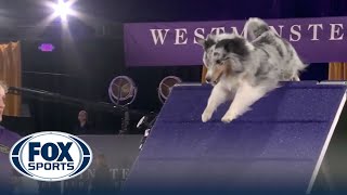 Bee the Shetland Sheepdog wins the 16quot class at the 2022 WKC Masters Agility  FOX Sports [upl. by Anahcra]