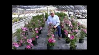 How To Prune Clematis Large Flowering Hybrids [upl. by Slater177]