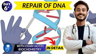 dna repair biochemistry  dna damage response biochemistry  dna repair mechanisms biochemistry [upl. by Nata]