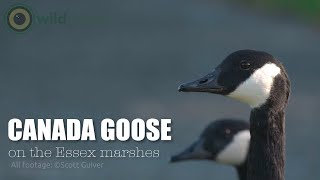 Canada Goose  Branta canadensis  on the Essex marshes [upl. by Aisorbma]