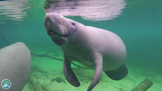 What is a manatee [upl. by Renaldo]