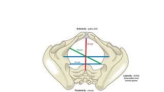 ANATOMY OF FEMALE PELVISampFETAL SKULL Dr Mamdouh Sheeba [upl. by Steven69]